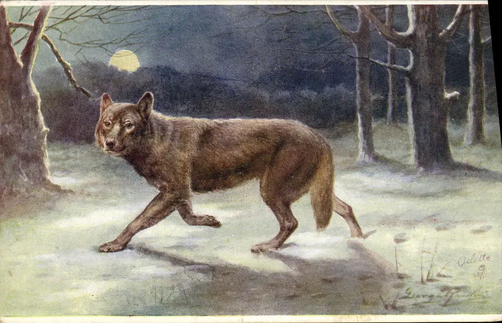 Lobo na floresta — sob a lua — Oilette, n° 2410 - Frente
