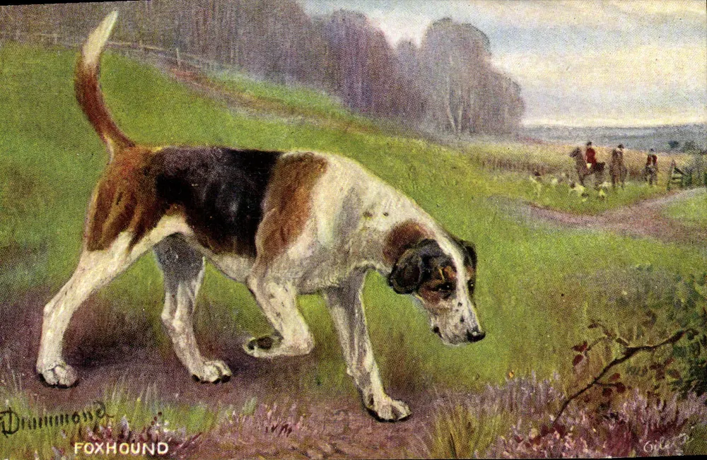 Cão de caça — Foxhound — Drummond, editora Tuck & Fils, série 707 - Frente