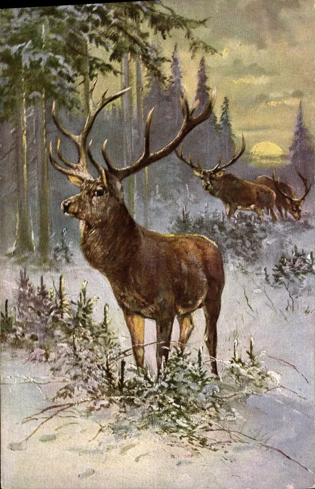 Cervos na floresta nevada — H.K. & Co. M. Série 524 (à Dess.) - Frente
