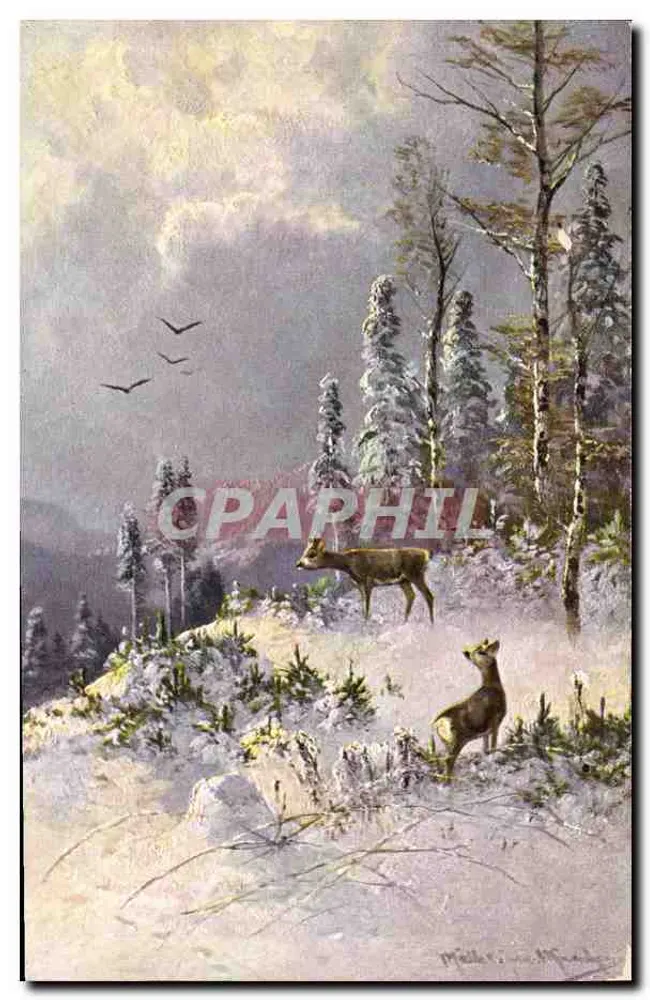 Dois cervos em um paisagem invernal — desenho de M. Müller von Münchow — série 419 - Frente