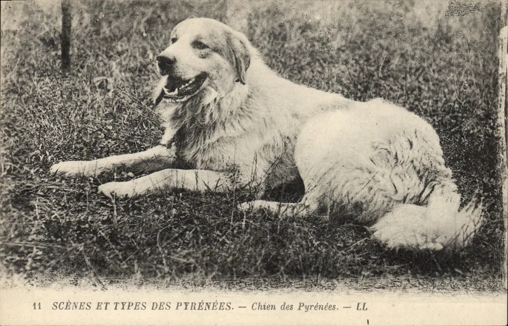 Cão dos Pirineus — Cenas e Tipos dos Pirineus — LL — n°11 - Frente