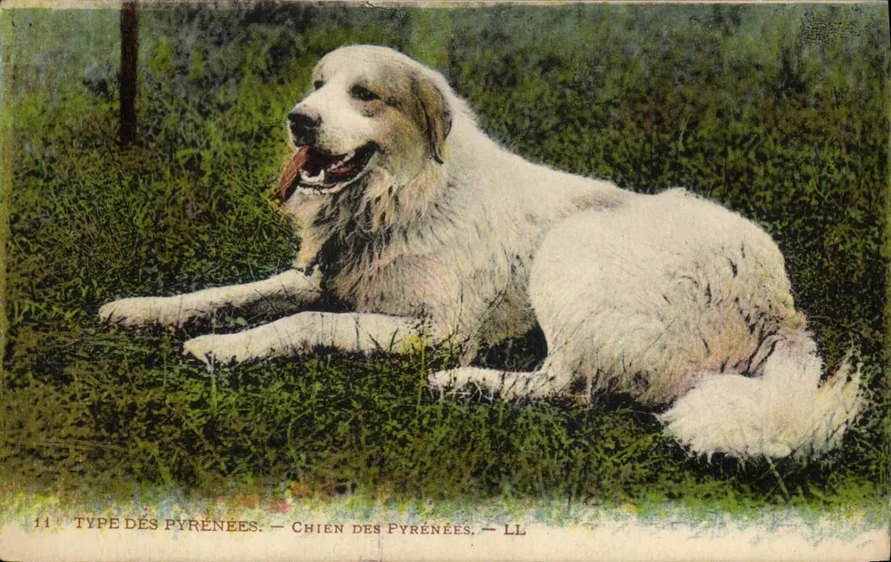 Cão dos Pirineus — LL — n°11 - Frente
