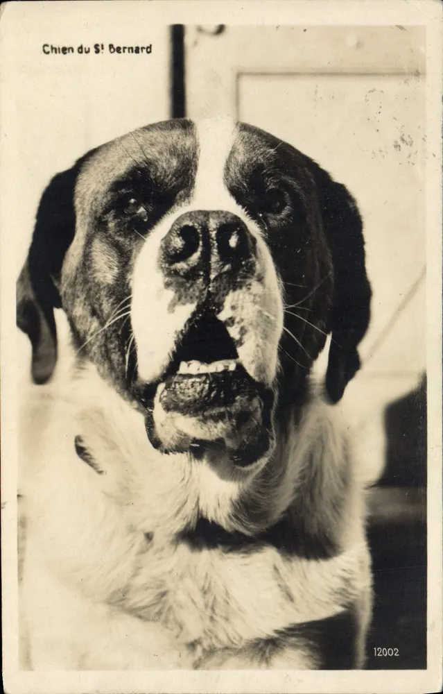 Cão do St Bernard — série 12002 — Edição Art Perrache Matile, Lausanne - Frente
