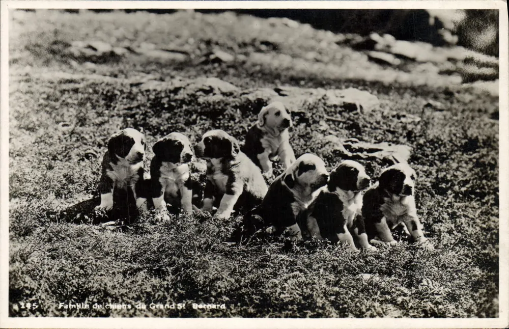 Familie von Grand St Bernard Hunden — Georges Jaye, Genf - Vorderseite