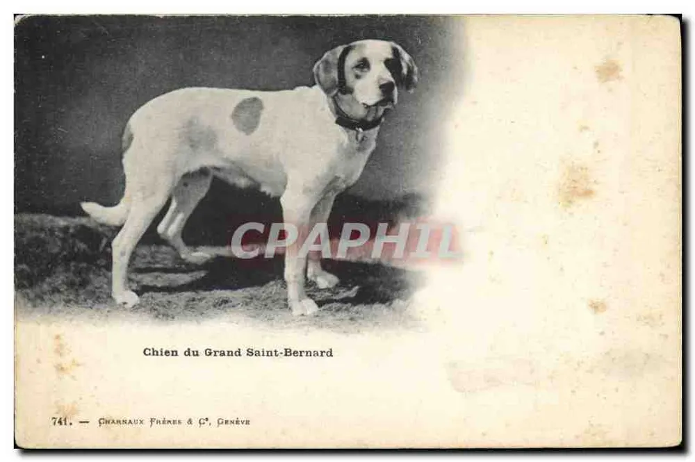 Cane del Grande San Bernardo — Charnaux Frères & C°, Ginevra, n° 741 - Recto