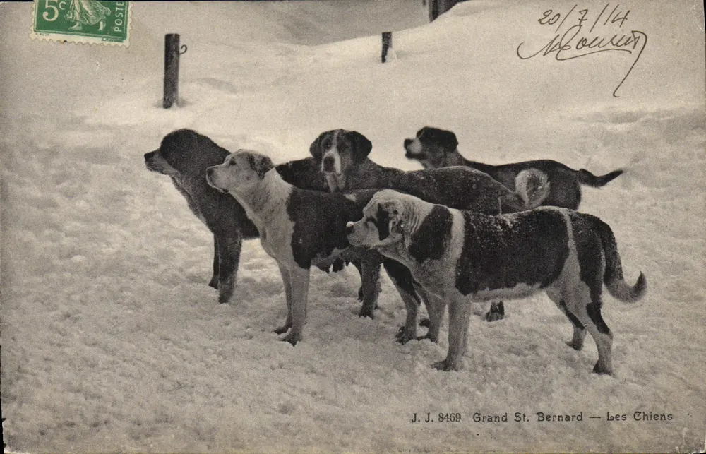Grande St. Bernard — Os Cães — J.J. 8469 - Frente