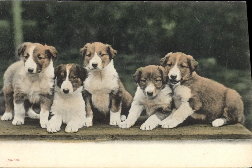 Cinco filhotes de collie — No. 830 — editor não visível - Frente