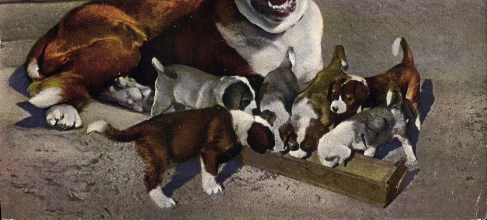 Cane del San Bernardo e la sua cucciolata — Société Graphique Neuchâtel, n° 1046 - Recto