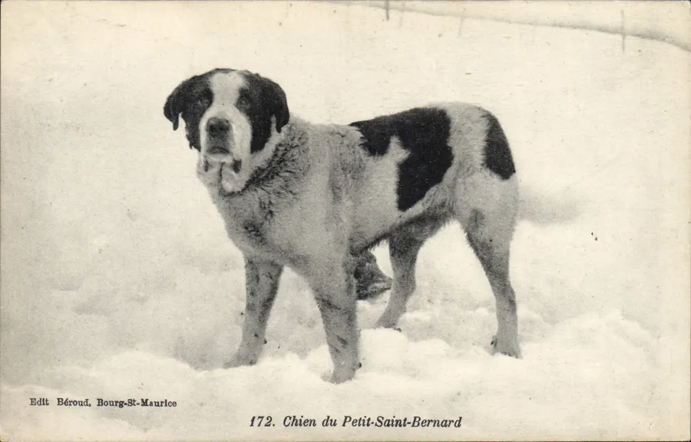 Cão do Petit-Saint-Bernard — editor Béroud, Bourg-St-Maurice, n° 172 - Frente