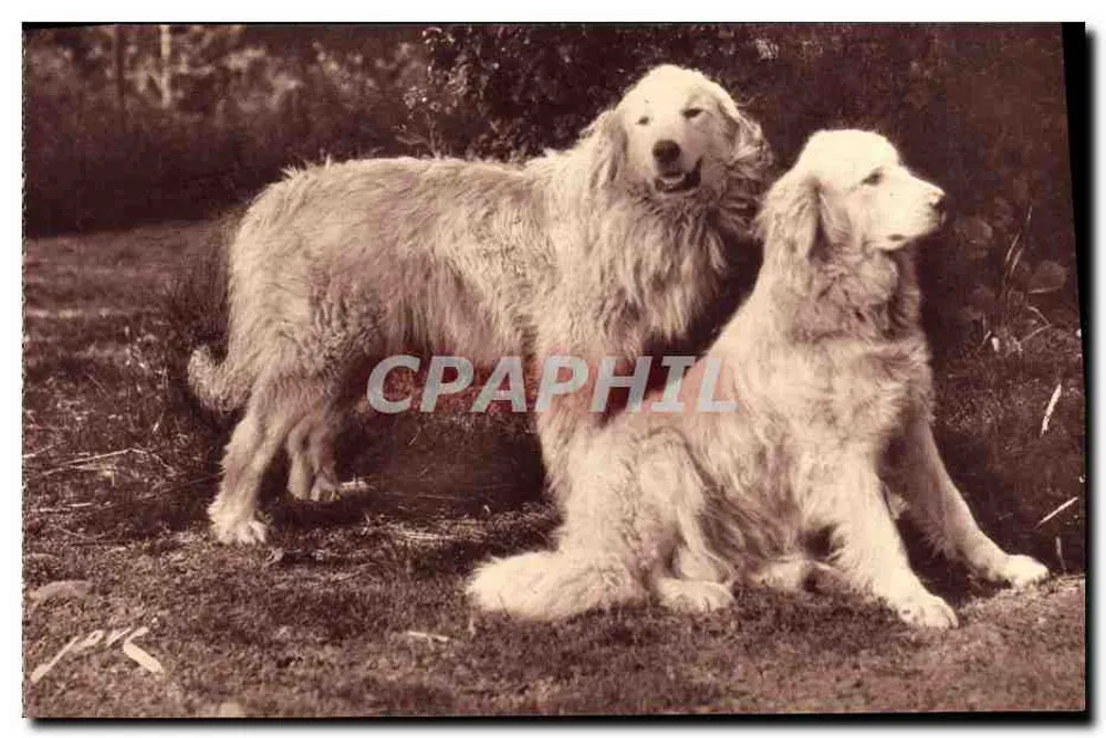Pyrenäen-Hunde — Schäfer gegen den Bären — Éditions Jové, Pau (B.P.) - Vorderseite