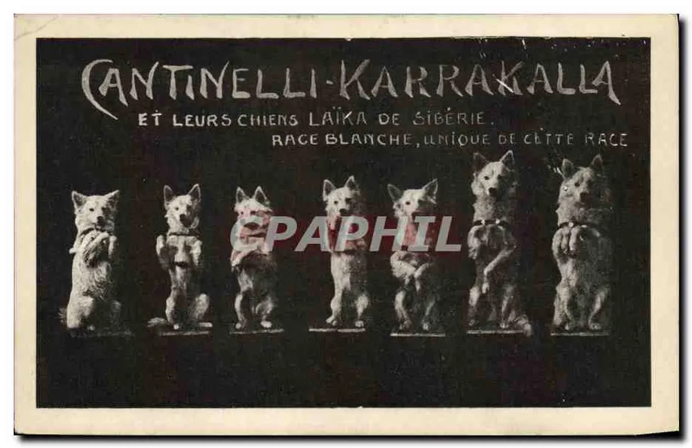 Cantinelli-Karrakalla und ihre sibirischen Laika-Hunde — Weiße Rasse, einzigartig dieser Rasse - Vorderseite
