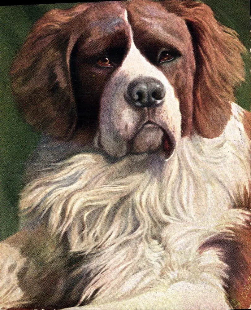 Święty Bernard — portret — Tuck's Post Card nr A - Awers