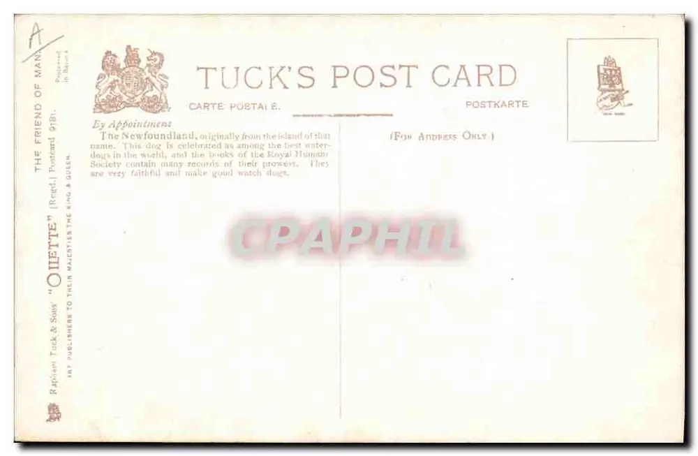 Święty Bernard — portret — Tuck's Post Card nr A - Rewers