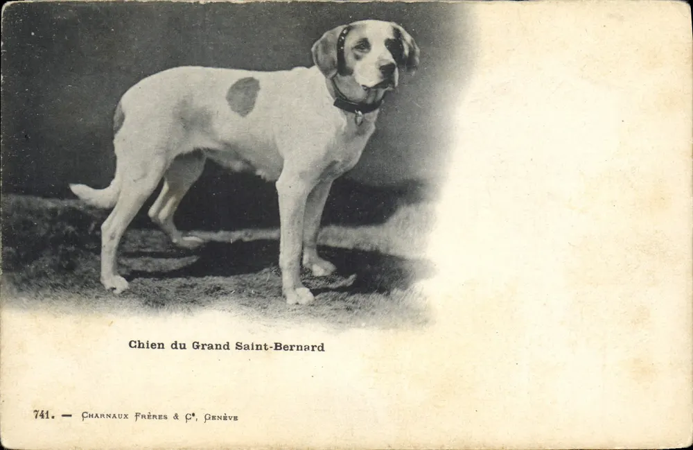 Cão do Grande São Bernardo — Charnaux Frères & C°, Genebra, n° 741 - Frente