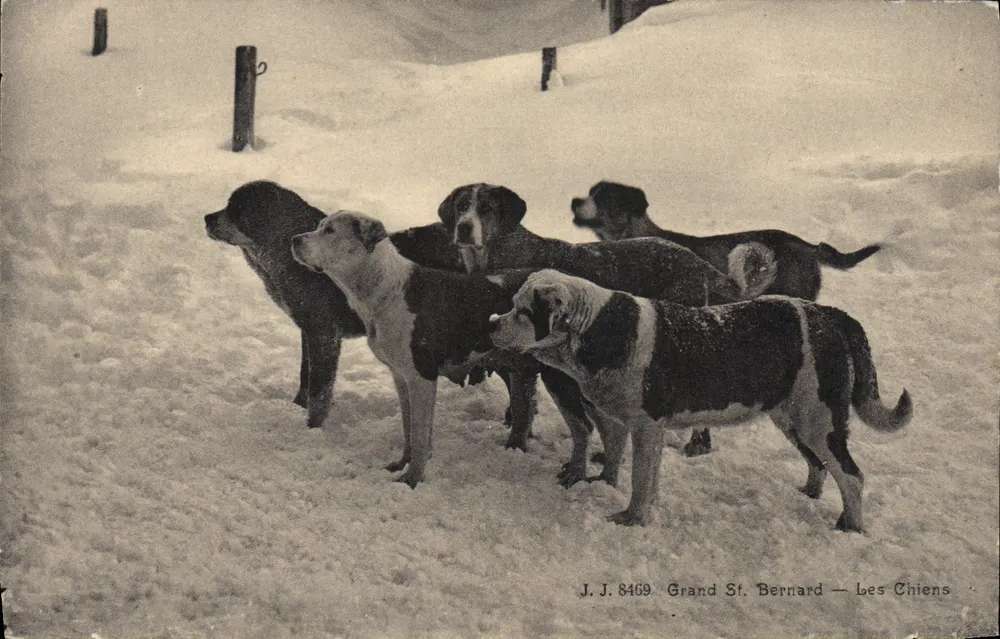 Grande St. Bernard — De Honden — Antieke ansichtkaart 8469 - Voorkant