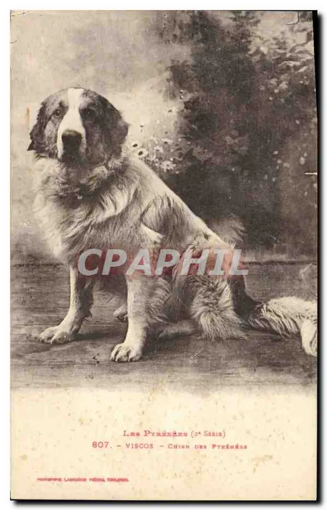 Viscos - Cão das Pirineus (2a Série) — Autotype Langlois Frères, Toulouse - Frente