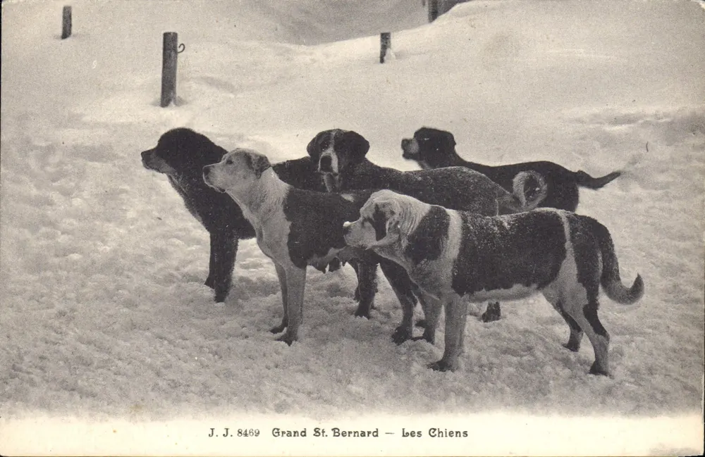 Grand St Bernard — Os Cães — J.J. 8489 - Frente