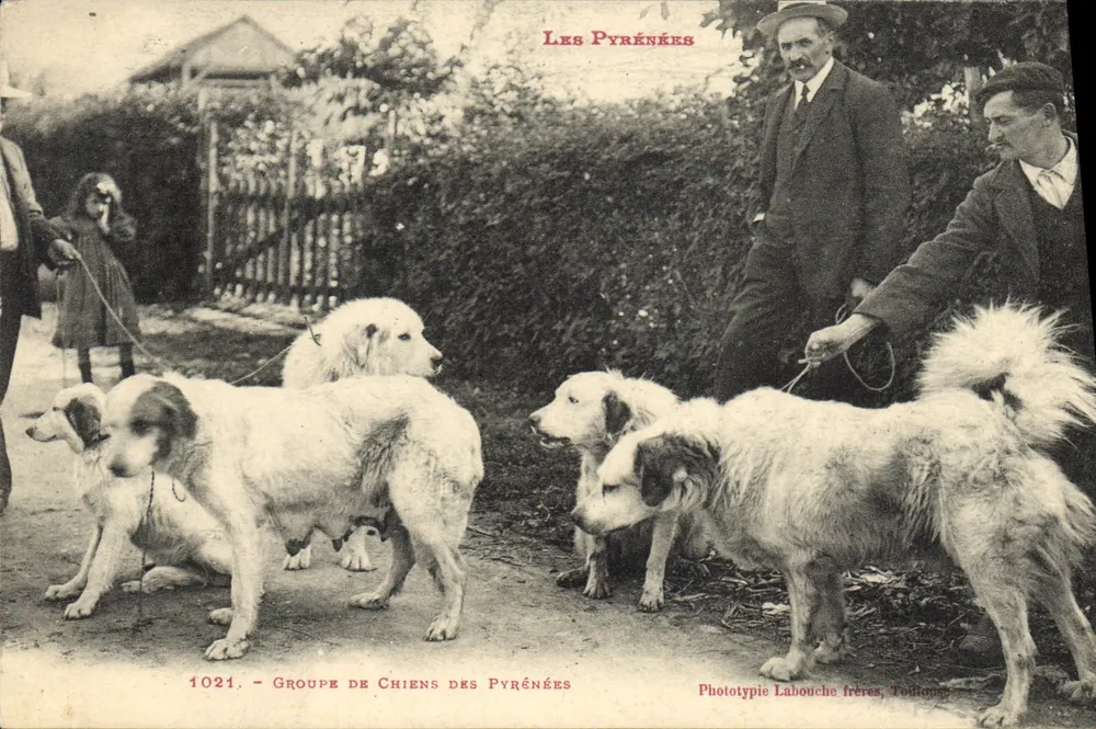 Grupo de Cães das Pirineus — Fototipia Labouche Frères, Toulouse — n° 1021 - Frente