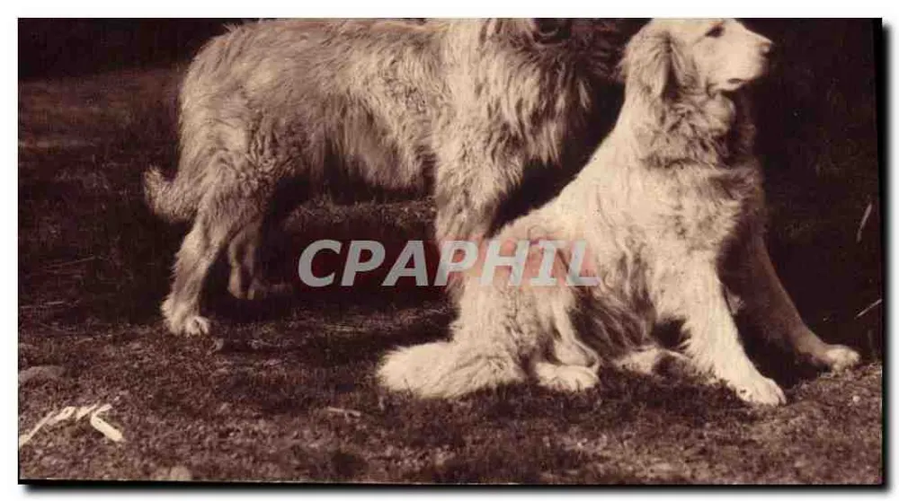 Chiens des Pyrénées — Gardiens des troupeaux contre loups — Éditions JOVÉ, PARIS - Vorderseite