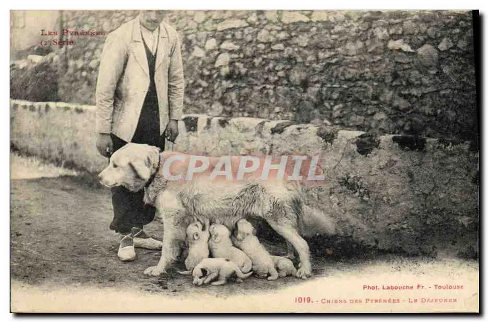 Cães dos Pirineus — Fot. Labouche Fr. - Toulouse - N° 1019 - Frente