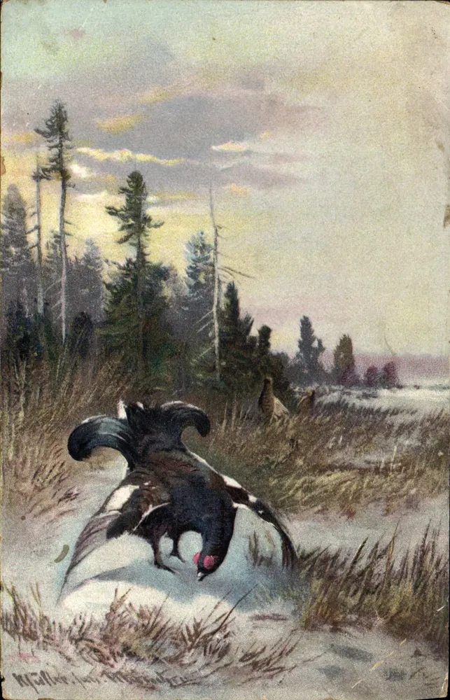 Galo da brejo — cena natural nevada — desenho de M. Müller (Série 610 Dess.) - Frente