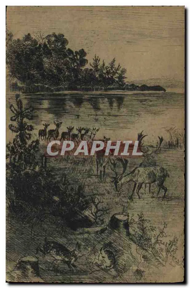 Grupo de cervos junto a um lago — margem florestada — União Postal Universal - Frente