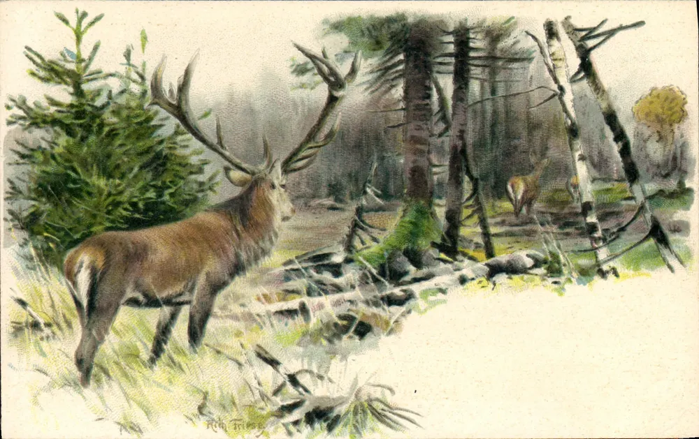 Cervo na floresta — ilustração — Ruth Friess - Frente