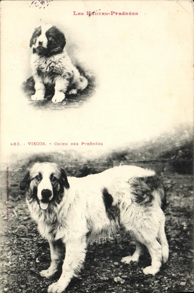 Pyrenäischer Schäferhund — Viscos — Les Hautes-Pyrénées — Verlag La Romaine, Nr. 463 - Vorderseite
