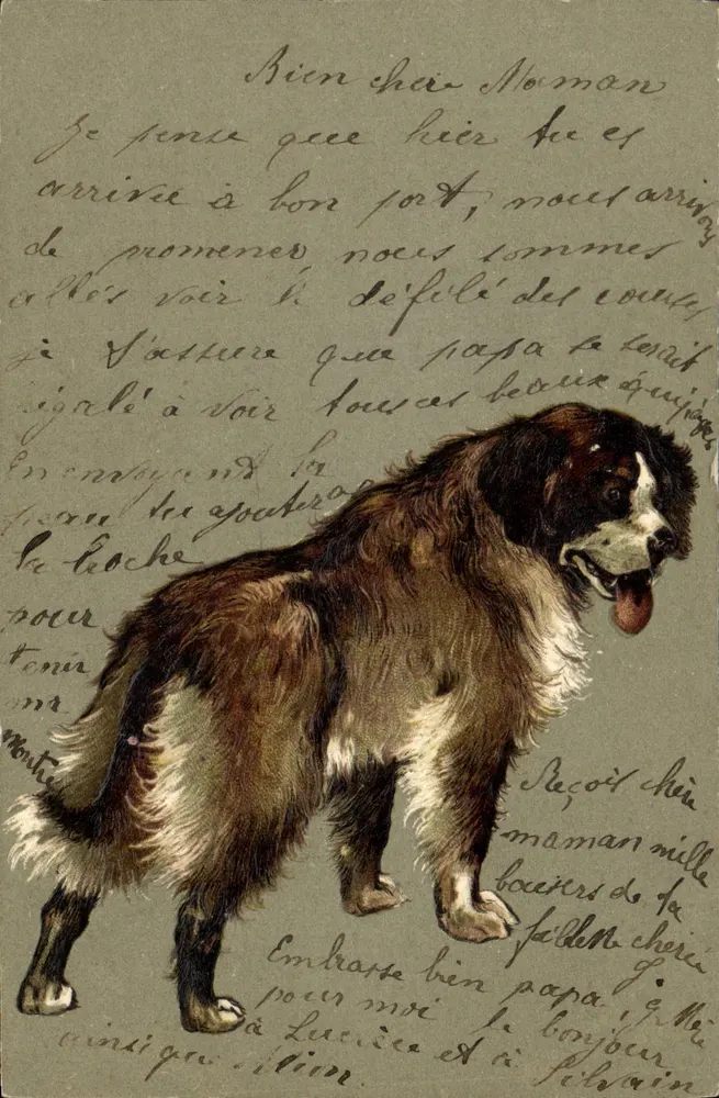 Cão da raça Saint-Bernard — ilustração — editor não identificado - Frente