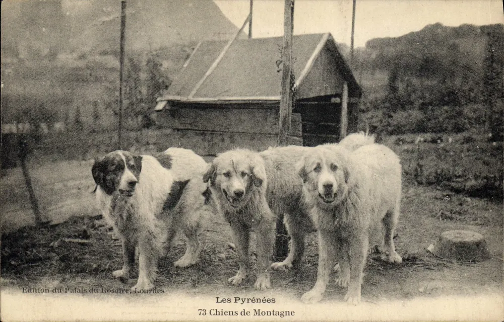 I Cani di Montagna — I Pirenei — Edizione del Palais du Josaure, Lourdes - Recto