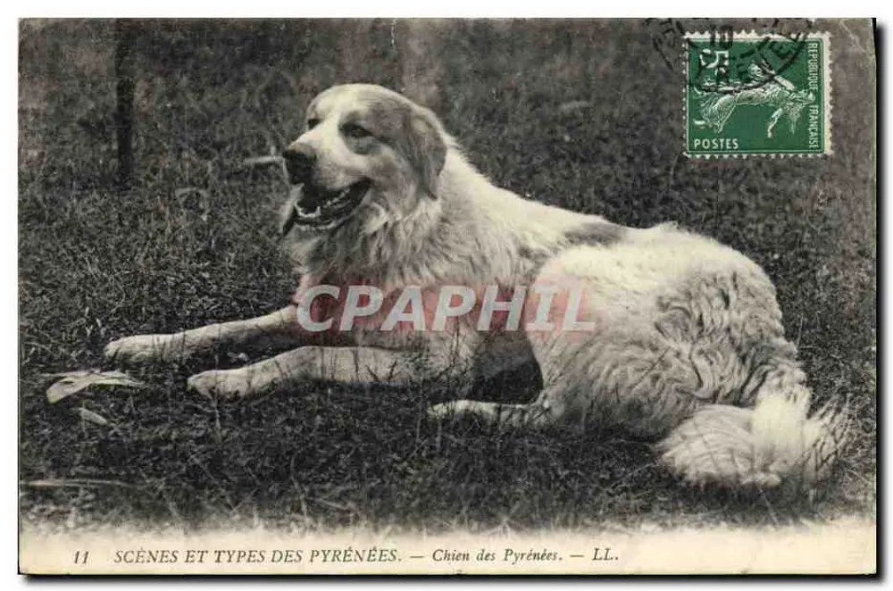 Cão dos Pirineus — Cenas e Tipos dos Pirineus — LL. n°11 - Frente