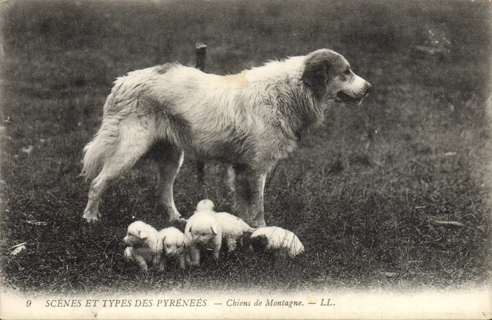 Cães de Montanha — LL. — Cenas e Tipos dos Pirineus — n°9 - Frente