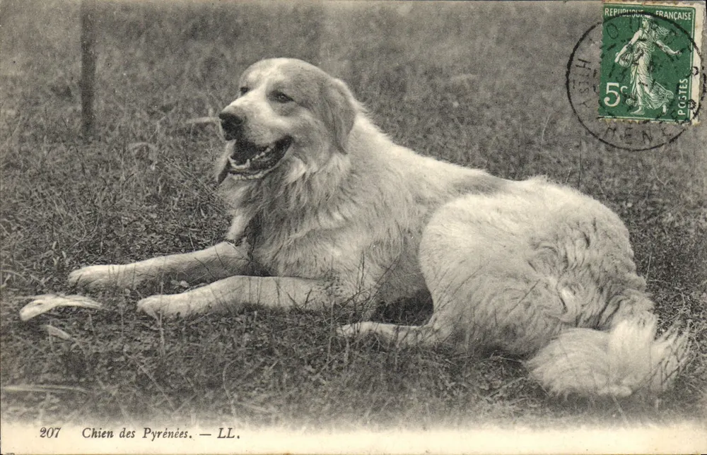 Cão dos Pirineus — LL. — n° 207 - Frente