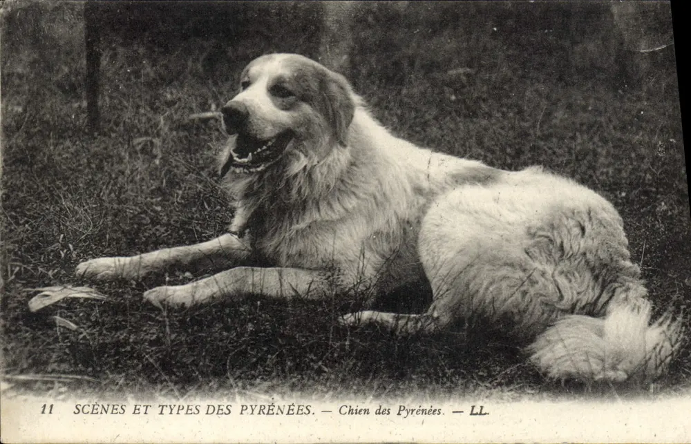 Cão dos Pirineus — Cenas e Tipos dos Pirineus — LL, n°11 - Frente