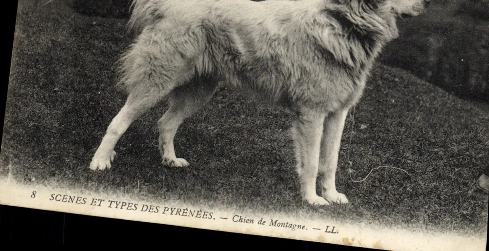 Cão de Montanha — Cenas e Tipos dos Pirineus — LL - Frente