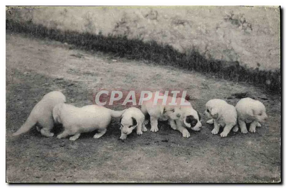 Pyrenäische Hunde — Eine Wurf von 8 Tagen — Phototypie Labouche frères, Toulouse (2. Serie) - Vorderseite