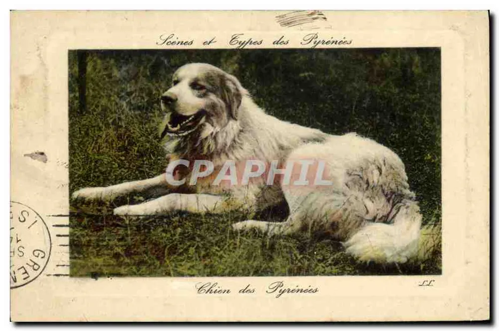 Cão das Pirineus — Série 'Cenas e Cedros das Pirineus' — LL - Frente