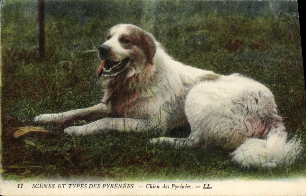 Cão das Pirineus — SCÈNES ET TYPES DES PYRÉNÉES — LL. — n°11 - Frente