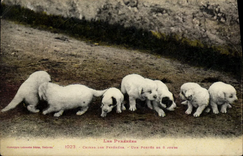 Pyrénées-Hunde — eine Wurf von 8 Tagen — Phototypie Labouche frères, Toulouse, n° 1023 - Vorderseite