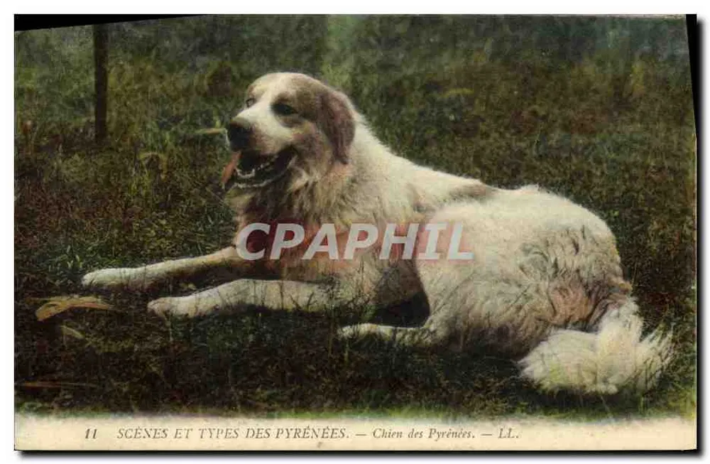 Cão dos Pirineus — Scènes et Types des Pyrénées — LL. - Frente