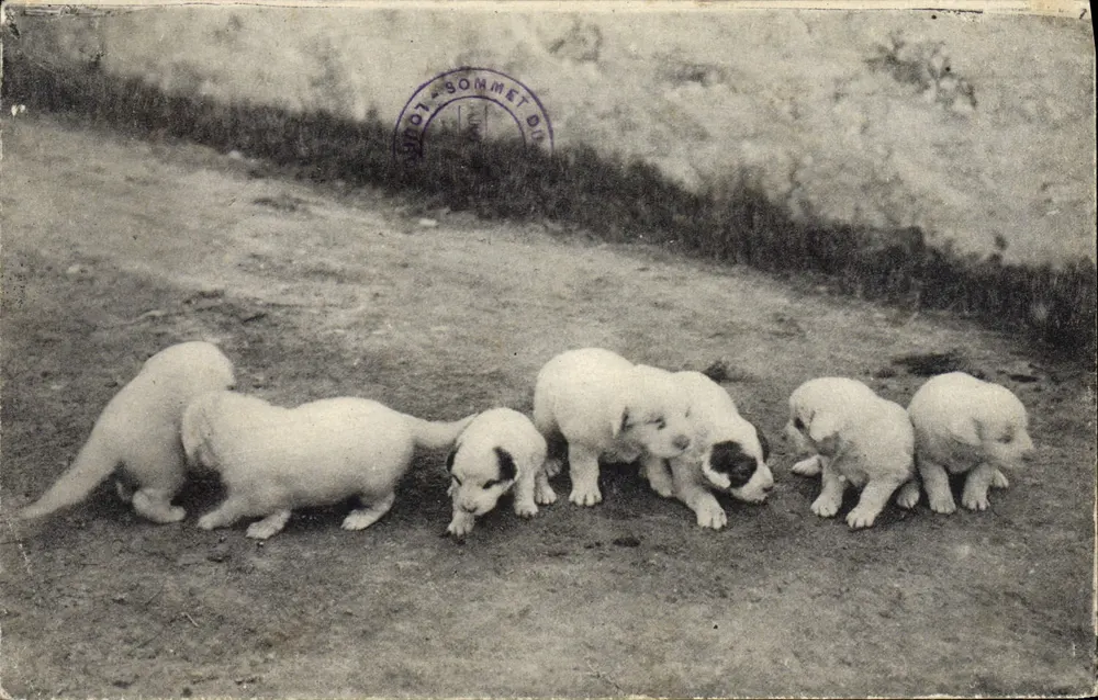 Pyrénées-Hunde — eine Wurf von 8 Tagen — Phototype Labouche Frères, Toulouse - Vorderseite