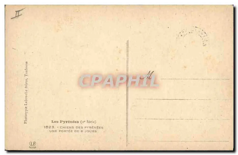 Pyrénées-Hunde — eine Wurf von 8 Tagen — Phototype Labouche Frères, Toulouse - Rückseite