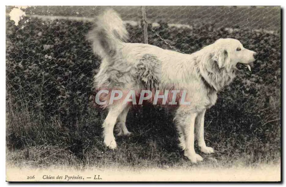 Chien des Pyrénées — Chien des Pyrénées. — LL. — n° 206 - Frente