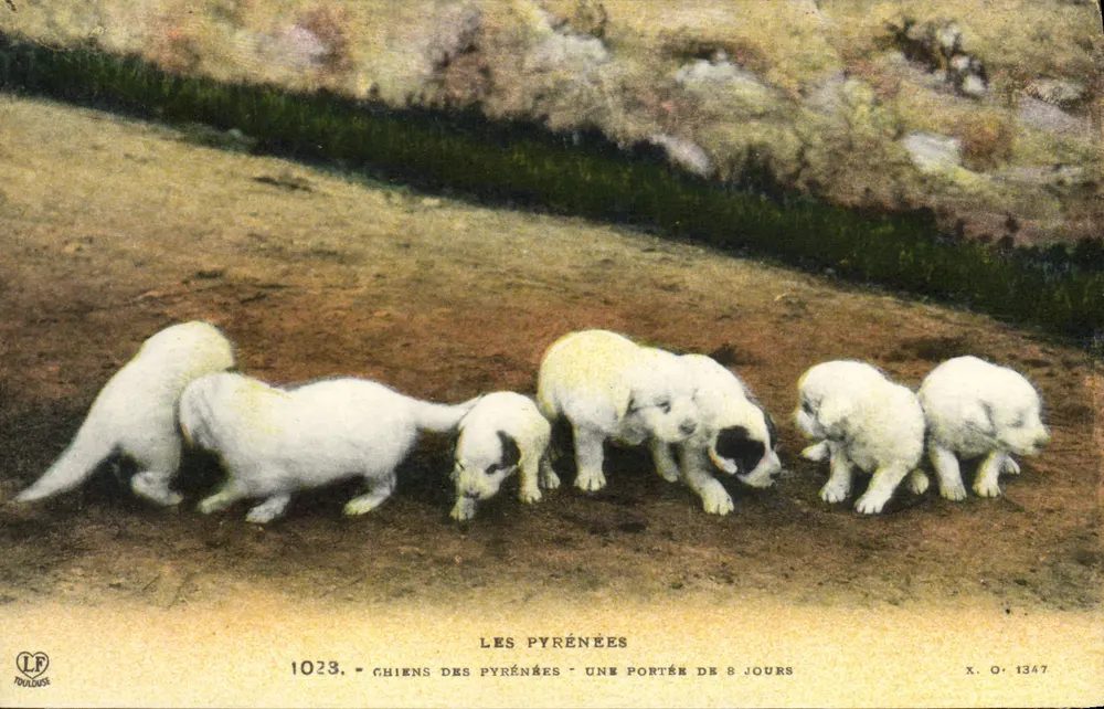 Pyrenäen-Hunde — eine Wurf von 8 Tagen — Photochromo Toulouse - Vorderseite