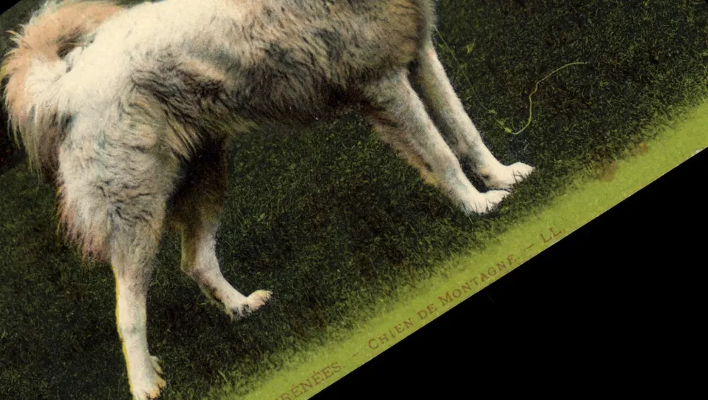 Bénénées — Cão de Montanha — LL. - Frente