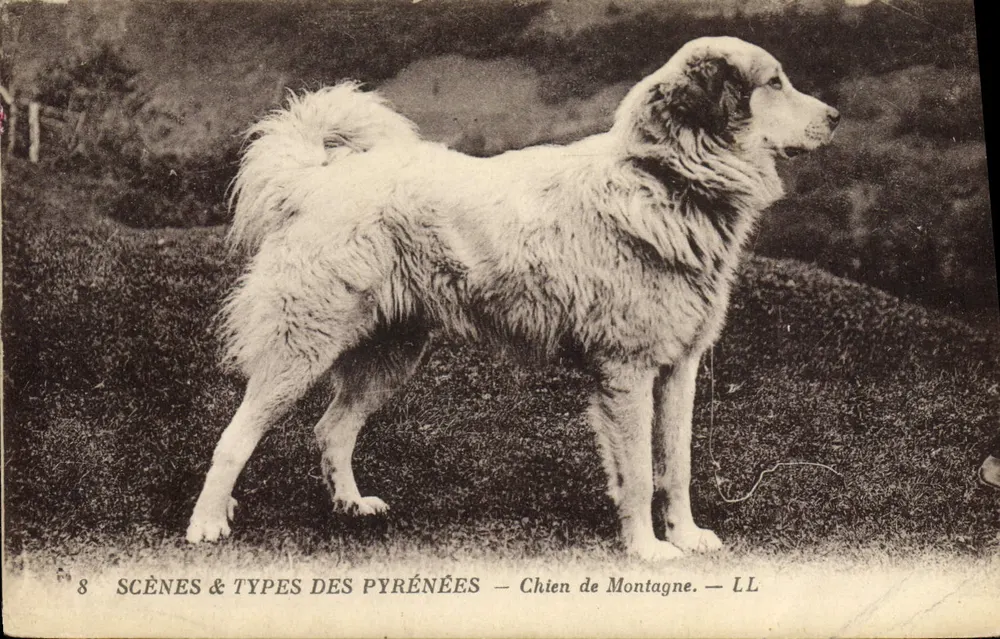 Cão de Montanha — Scènes & Types das Pirineus — LL - Frente