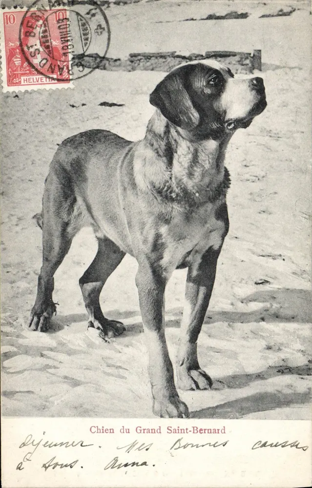 Cão do Grande Saint-Bernard — editor não visível — número de série não visível - Frente