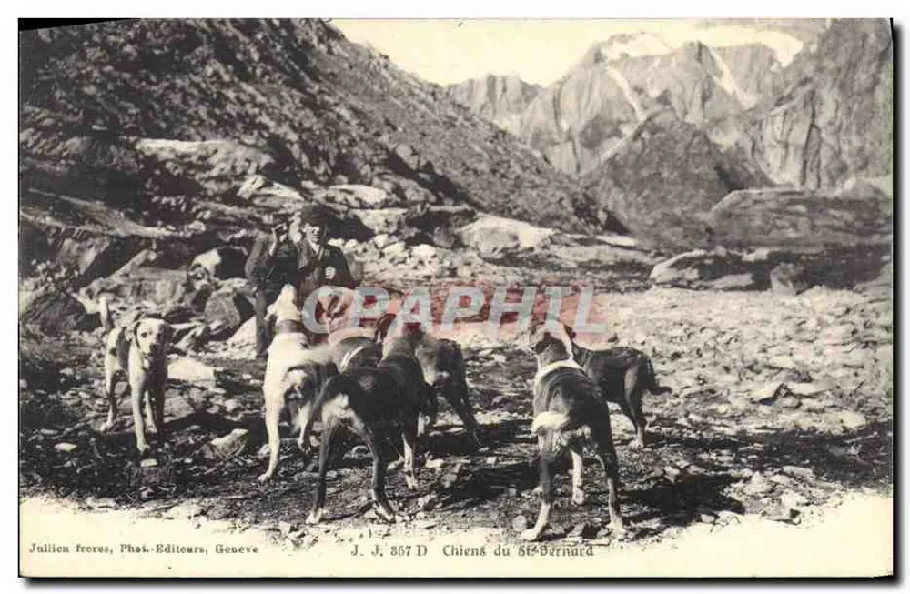 Cães do St-Bernard — montanhas no fundo — Julien frères, Fot.-Editores, Genebra, n° J. J. 867 D - Frente