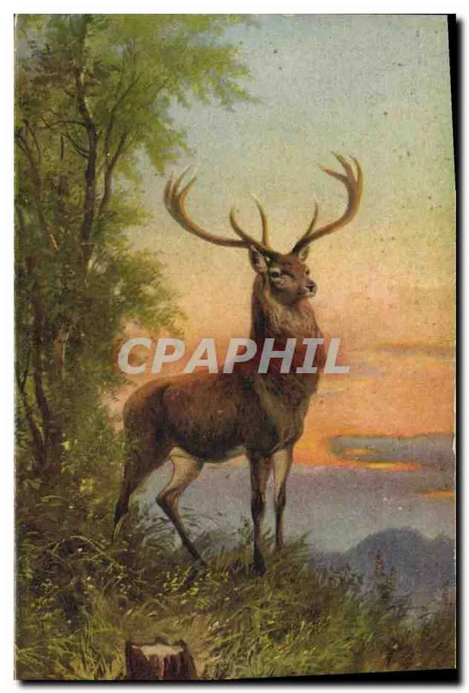 Cervo macho com chifres — paisagem florestal — editor não identificado, número de série não visível - Frente