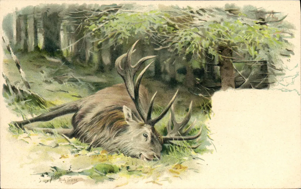 Cervo macho em repouso — ilustração — Rich. Frieze - Frente